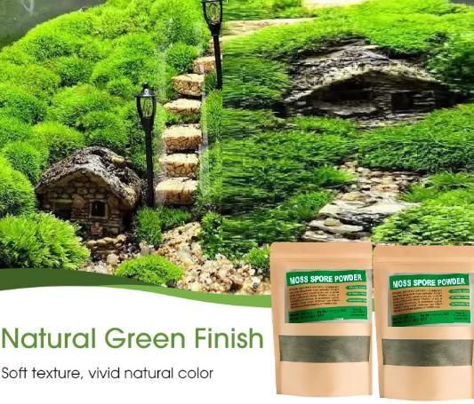 Moss Spore Powder Seeds 100gm Each (Pack of 2)