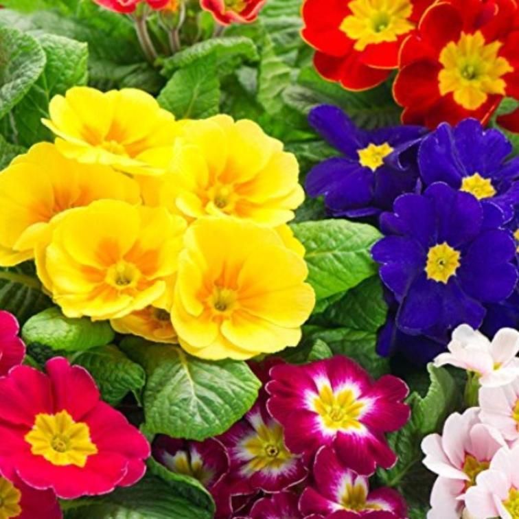 Rose Primrose Seeds With Plant Growth Supplement (Pack of 2)