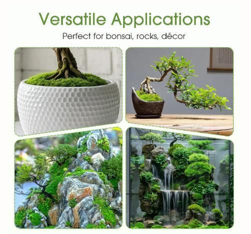 Moss Spore Powder Seeds 100gm Each (Pack of 2)